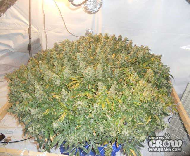 fully grown Barney’s Farm Pineapple Chunk plant