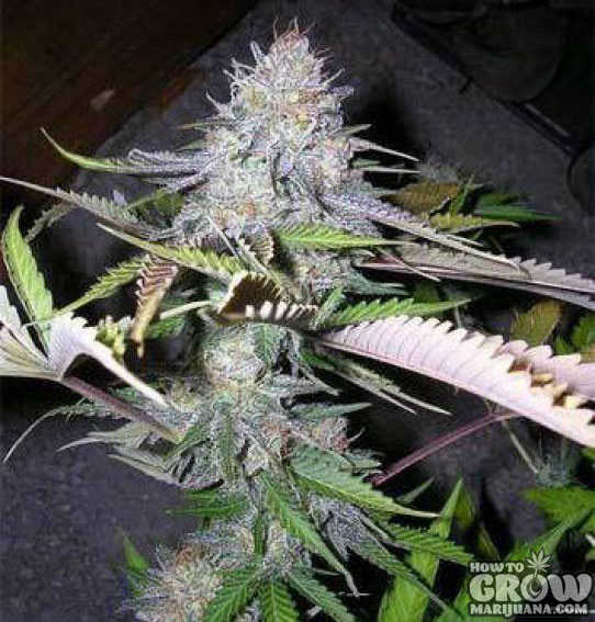 Black Jack cannabis bud