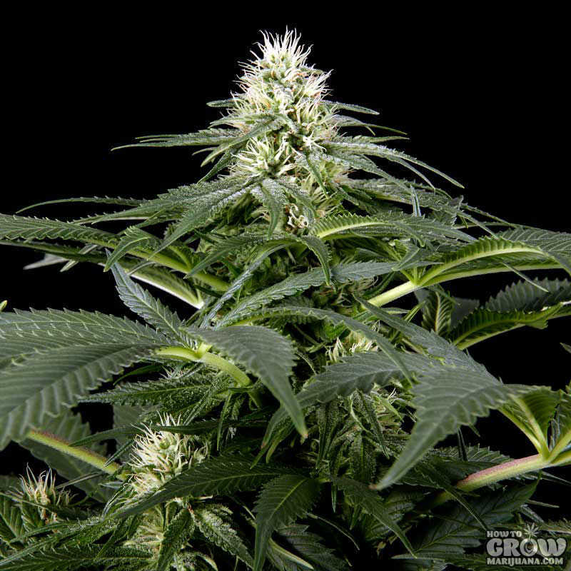 Green House White Rhino cannabis bud with black background