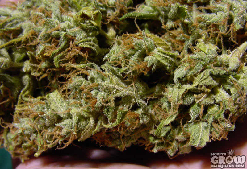 Green House Super Silver Haze cannabis bud