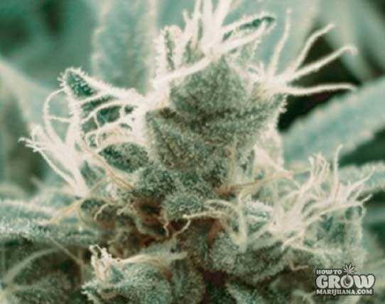 Green House Trainwreck cannabis bud