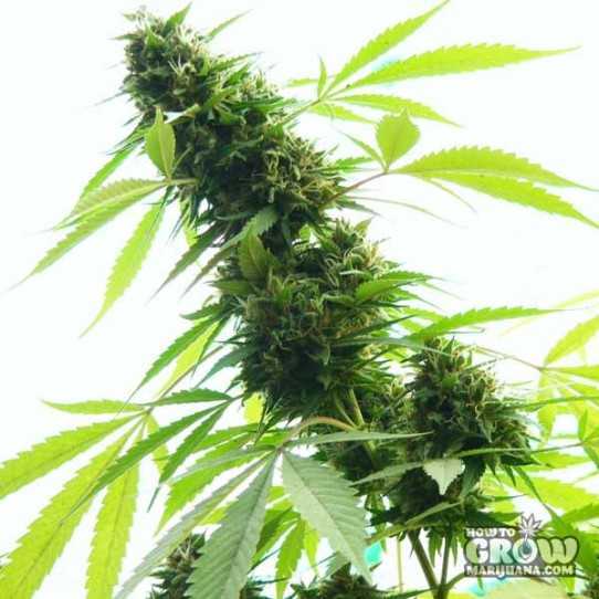 Jack Herer Feminized Cannabis bud