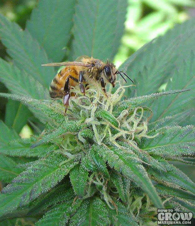 bee taking pollen from the top of a cannabis flower