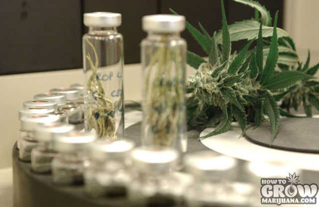 marijuana bud in test tubes in a laboratory