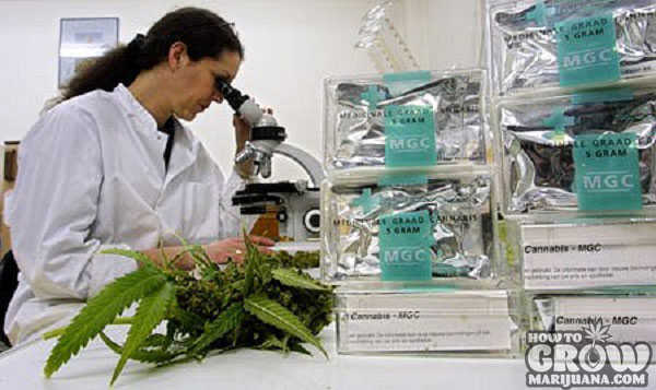 scientist analysing cannabis under microscope