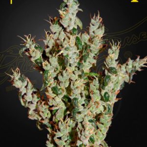 Green House - NL5 Haze Mist Feminized Plant Shot