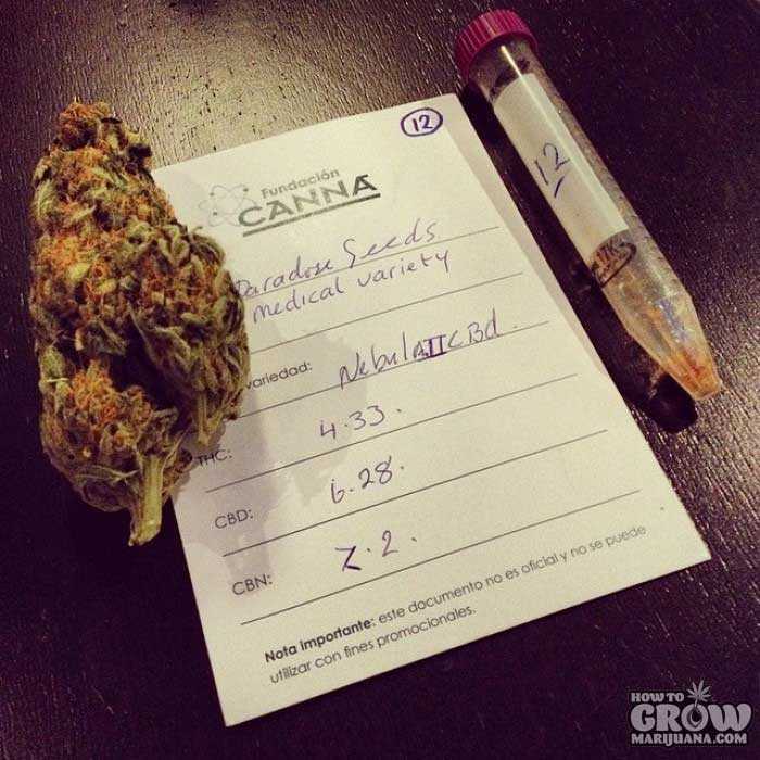 Paradise Nebula II CBD bud with test tube