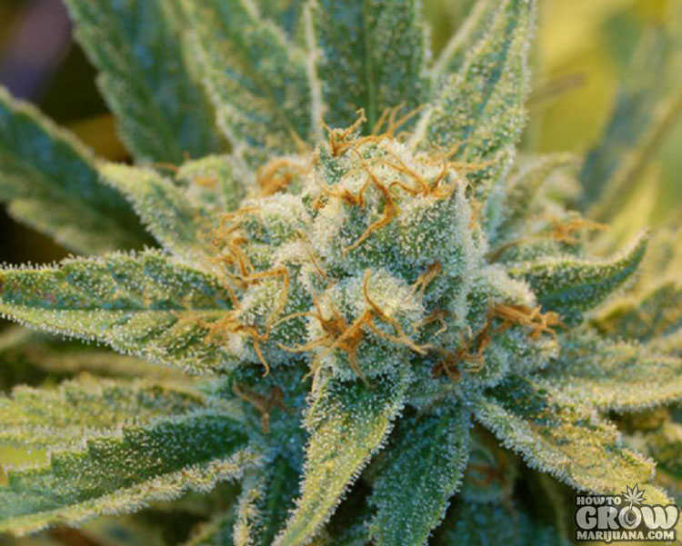 Silver Pearl cannabis bud