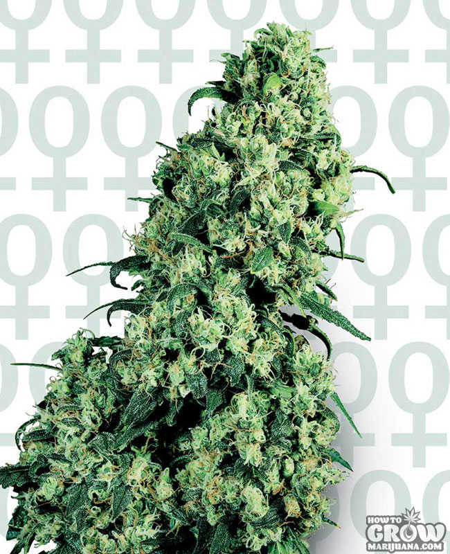 Skunk-1-cannabis bud