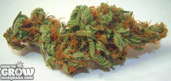 TGA subcool Agent Orange cannabis bud