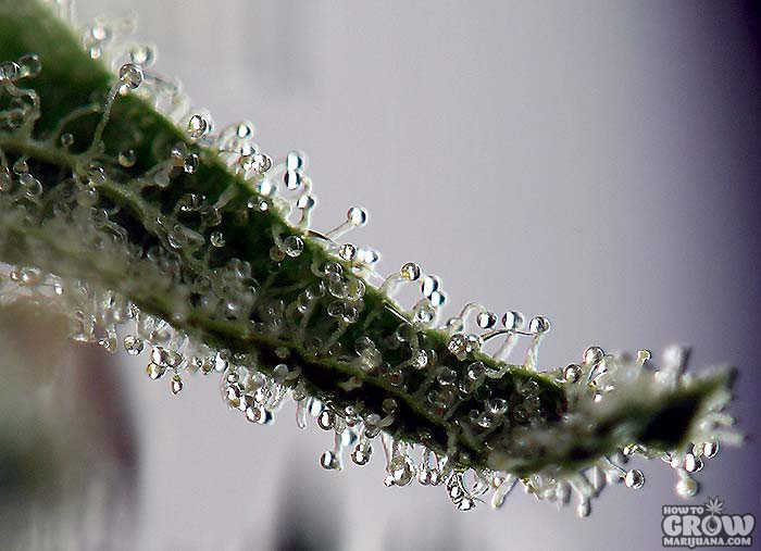 Close up of clear trichomes on a cannabis flower