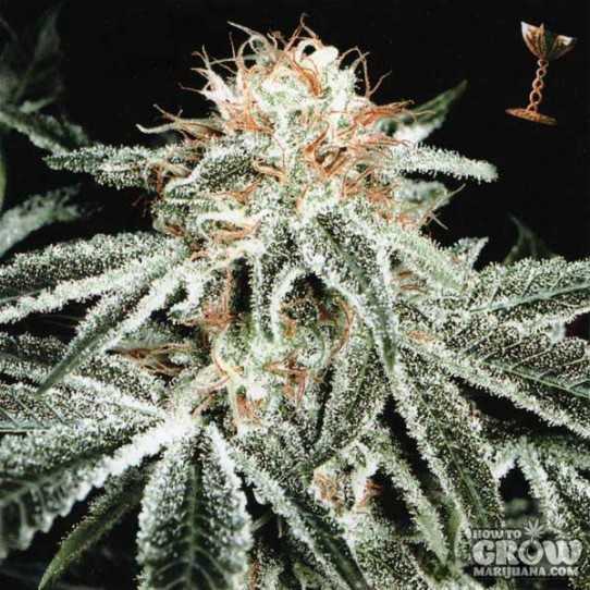 White Widow cannabis bud