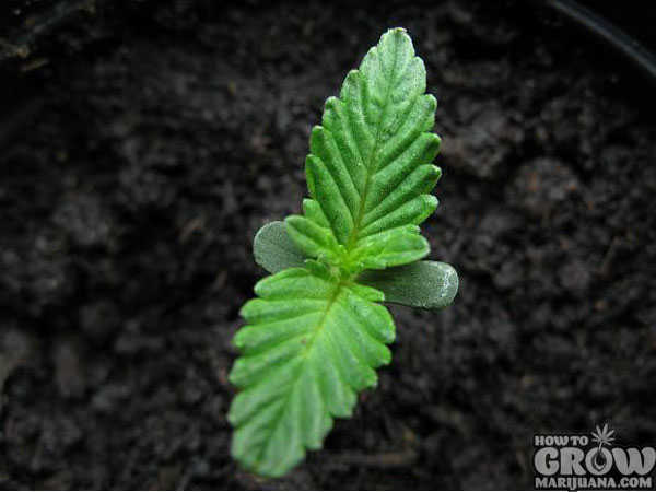 First True Leaves Cannabis Seedling