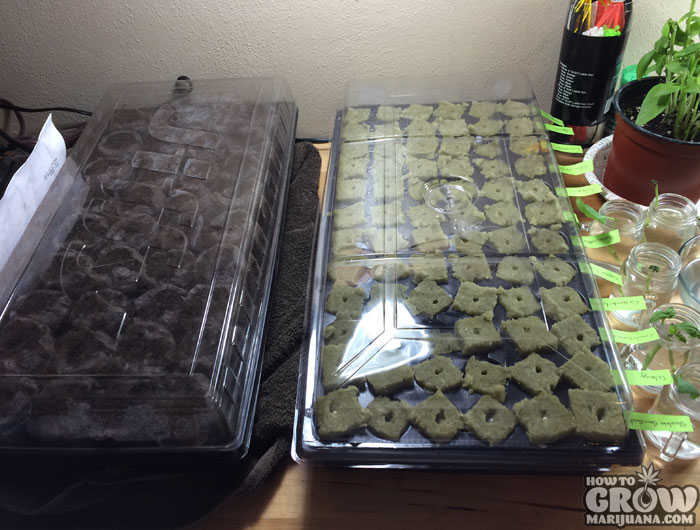Germination Station Labeled Rockwool