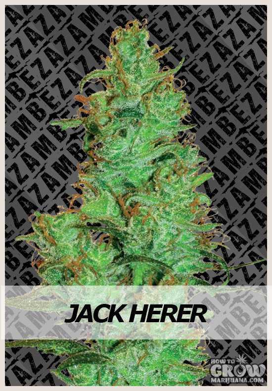 Zambeza - Jack Herer Automatic Plant Shot