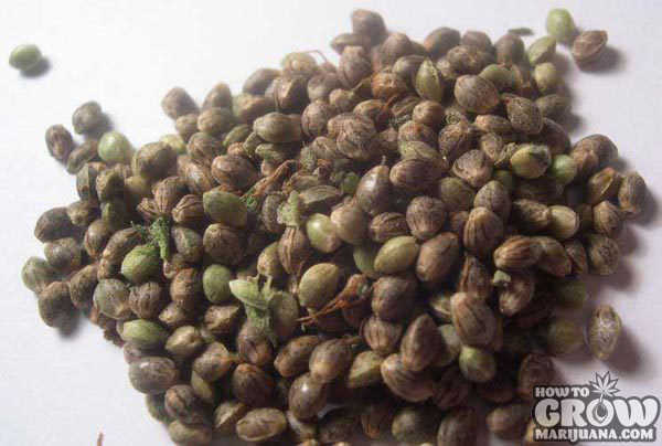 Marijuana Myth Grow from Bagseed