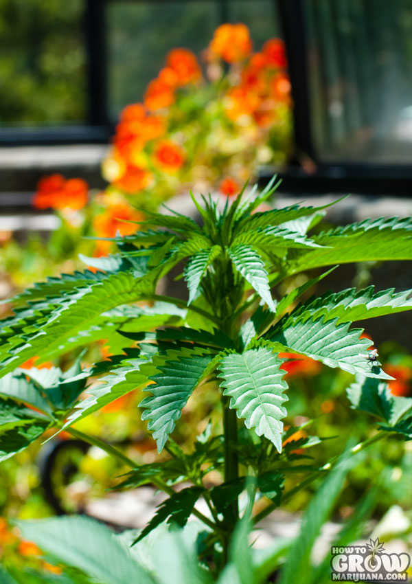 Sensible Cannabis Growing without Myths