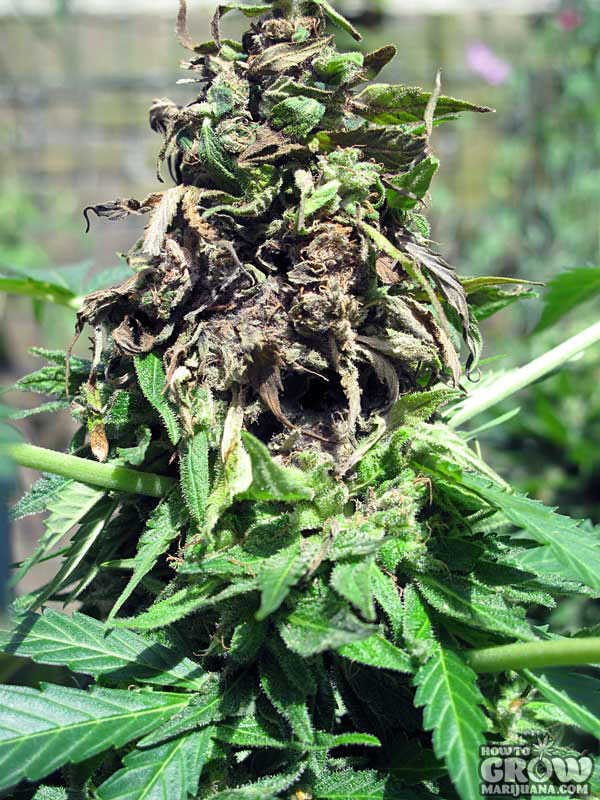 Marijuana Plant with Bud Rot Marijuana Plant with Bud Rot
