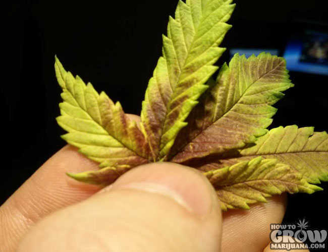Marijuana Plant with a Phosphorus Deficiency Marijuana Plant with a Phosphorus Deficiency