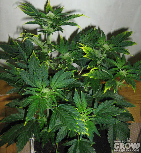 Marijuana Plant with a Zinc Deficiency Marijuana Plant with a Zinc Deficiency
