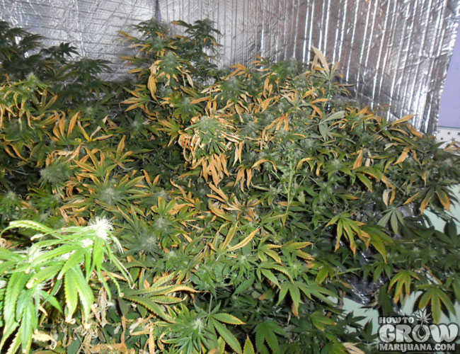 Marijuana Plant with Heat Stress Marijuana Plant with Heat Stress