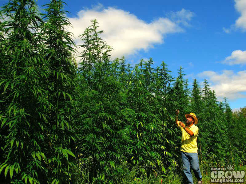 Industrial Hemp Field