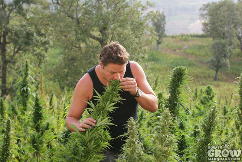 Jack Herer Auto-Flowering Variety