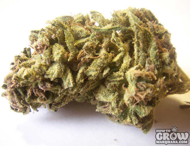 Jack Herer Bud