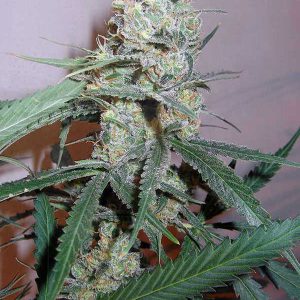 Seedsman - Cindy White Feminized Plant Shot