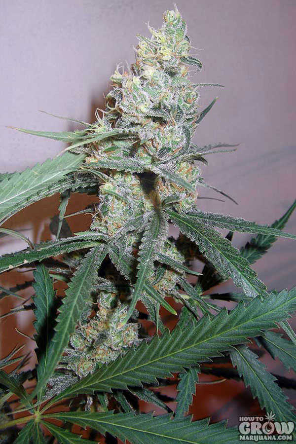 Seedsman - Cindy White Feminized Plant Shot