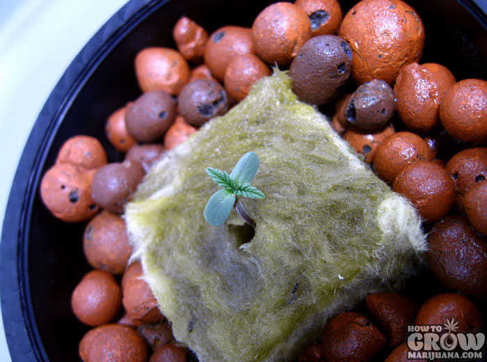 Germinating Marijuana for Indoor Growing