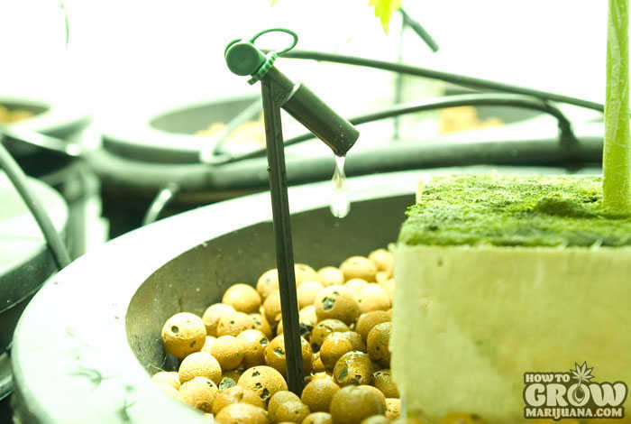 Hydroponic Drip Set-Up Marijuana