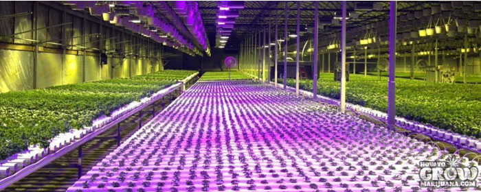 Massive Indoor Marijuana Grow