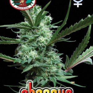 Big Buddha - Cheesus Feminized Plant Shot
