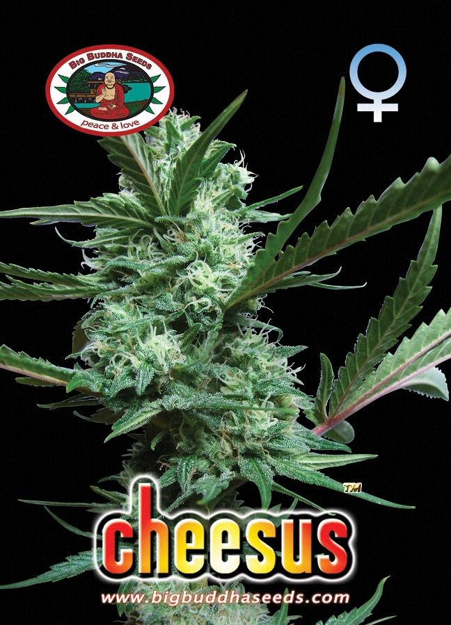 Big Buddha - Cheesus Feminized Plant Shot