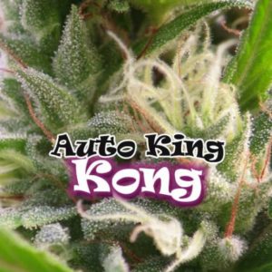 Dr. Underground - Auto King Kong Feminized Plant Shot