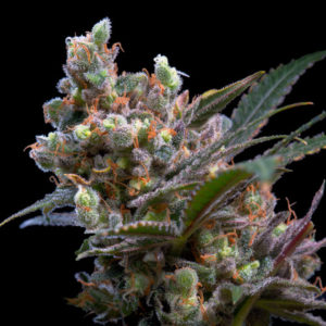 Genehtik - Kritikal Bilbo Feminized Plant Shot