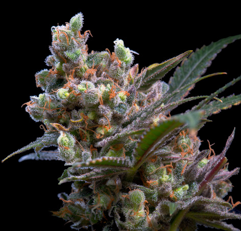 Genehtik - Kritikal Bilbo Feminized Plant Shot