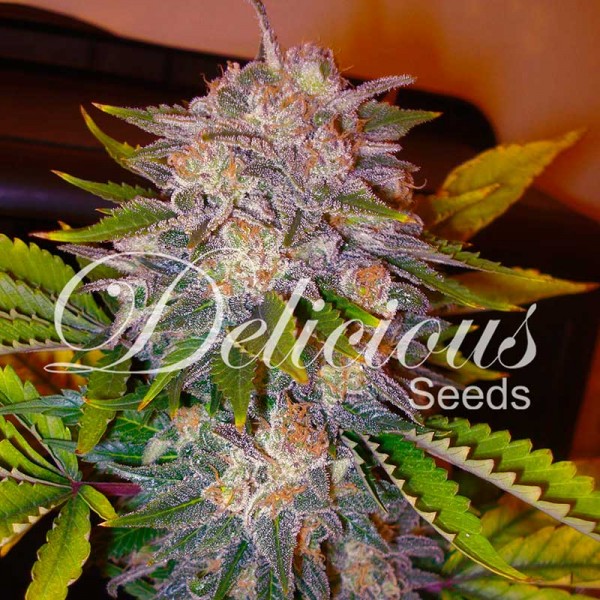 Delicious Seeds - Caramelo Feminized Plant Shot