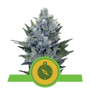 Royal Queen Seeds - Northern Light Automatic Plant Shot