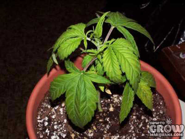 Overwatered Marijuana Plant Overwatered Marijuana Plant