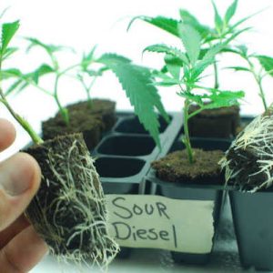 Sour Diesel Clones