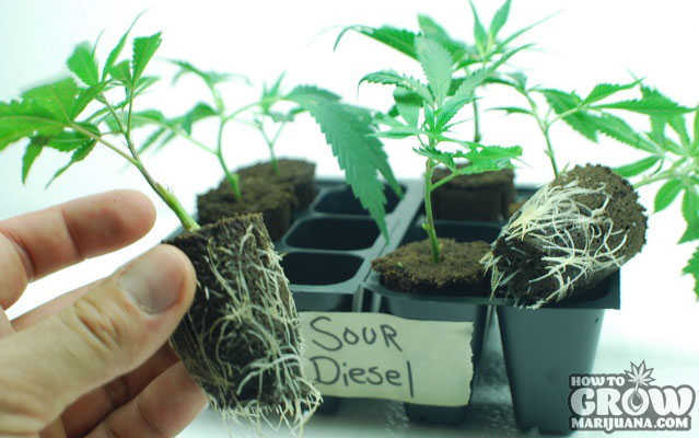 Sour Diesel Clones
