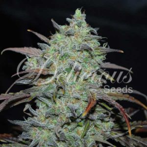 Delicious Seeds - Marmalate Feminized Plant Shot