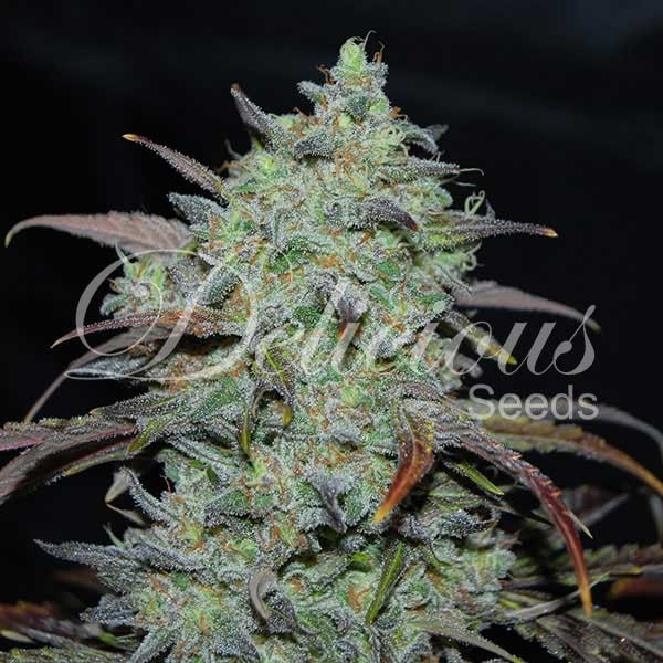 Delicious Seeds - Marmalate Feminized Plant Shot
