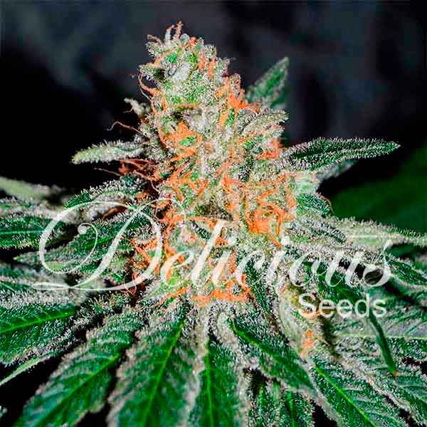 Delicious Seeds - CBD Jam Feminized Plant Shot