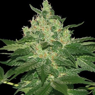 Zamnesia - Afghan Kush Feminized Plant Shot