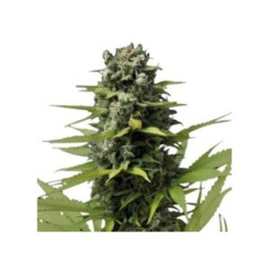 Zamnesia - Blue Haze Feminized Plant Shot