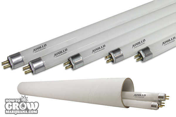 apollo horticultire t5 bulbs