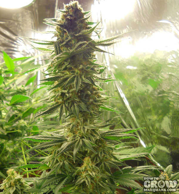 cannabis plant with large cola in the flowering stage of growth 